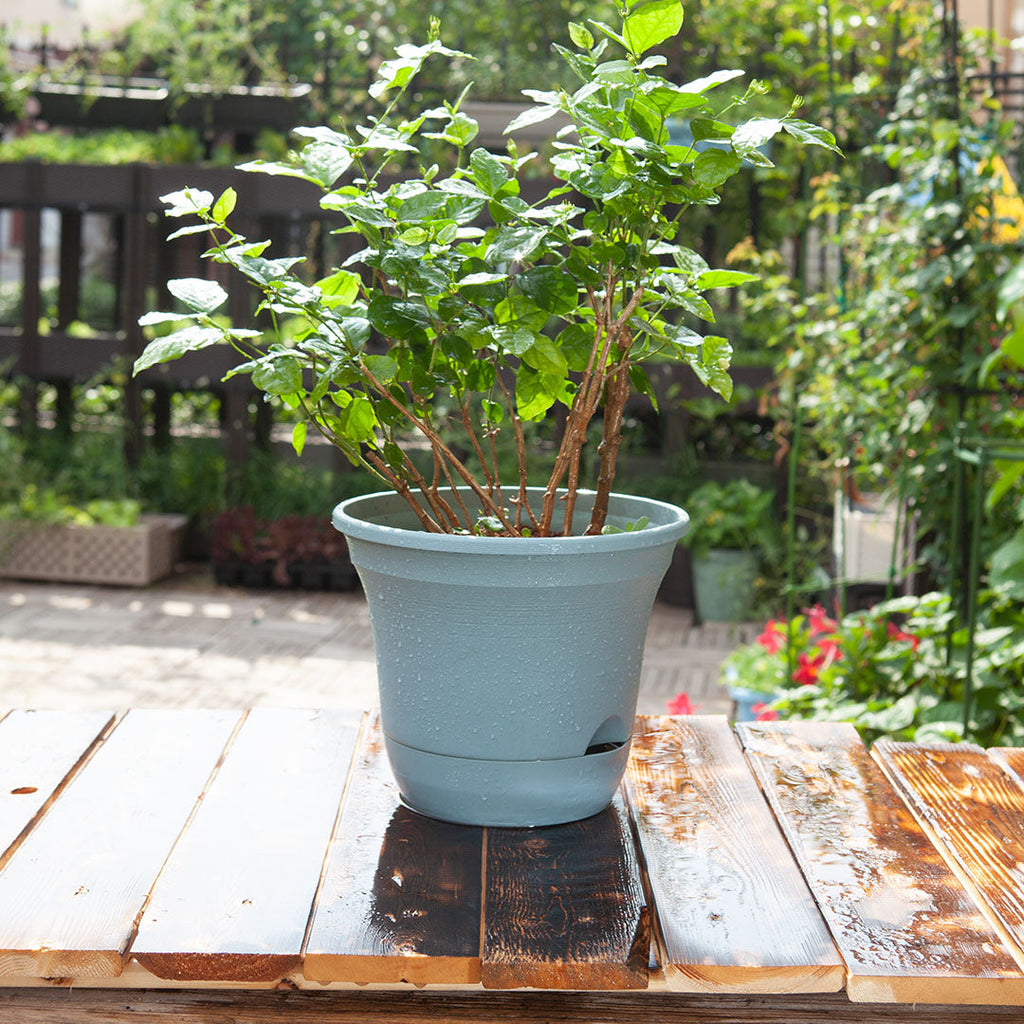 Blue self-watering pot with a shrub on an outdoor table