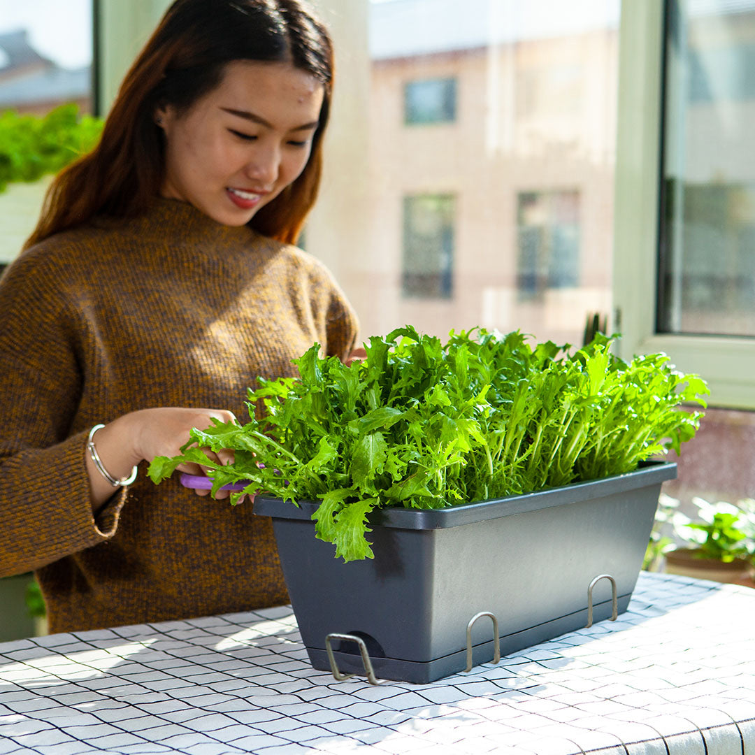 Planting greens in the trough planter