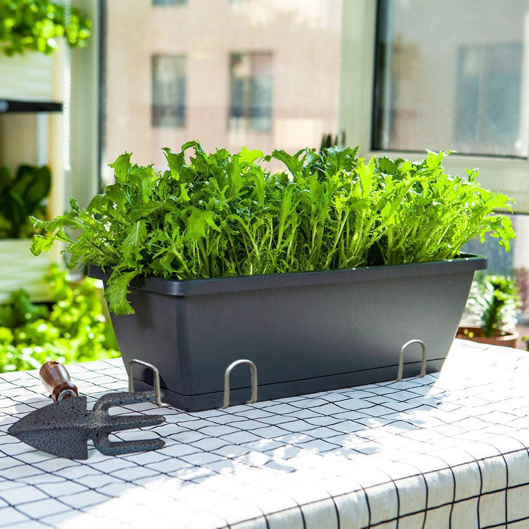 Trough planter with lettuce on a sunny balcony ledge