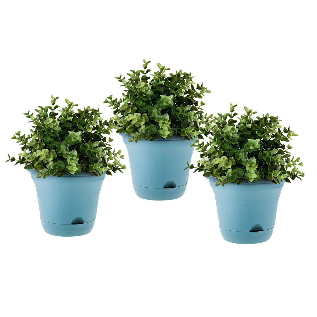 Three blue 19.5 cm self-watering pots with herbs